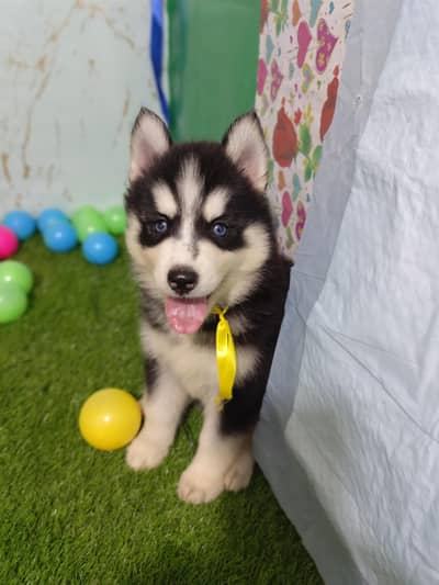 Husky Puppies For Sale