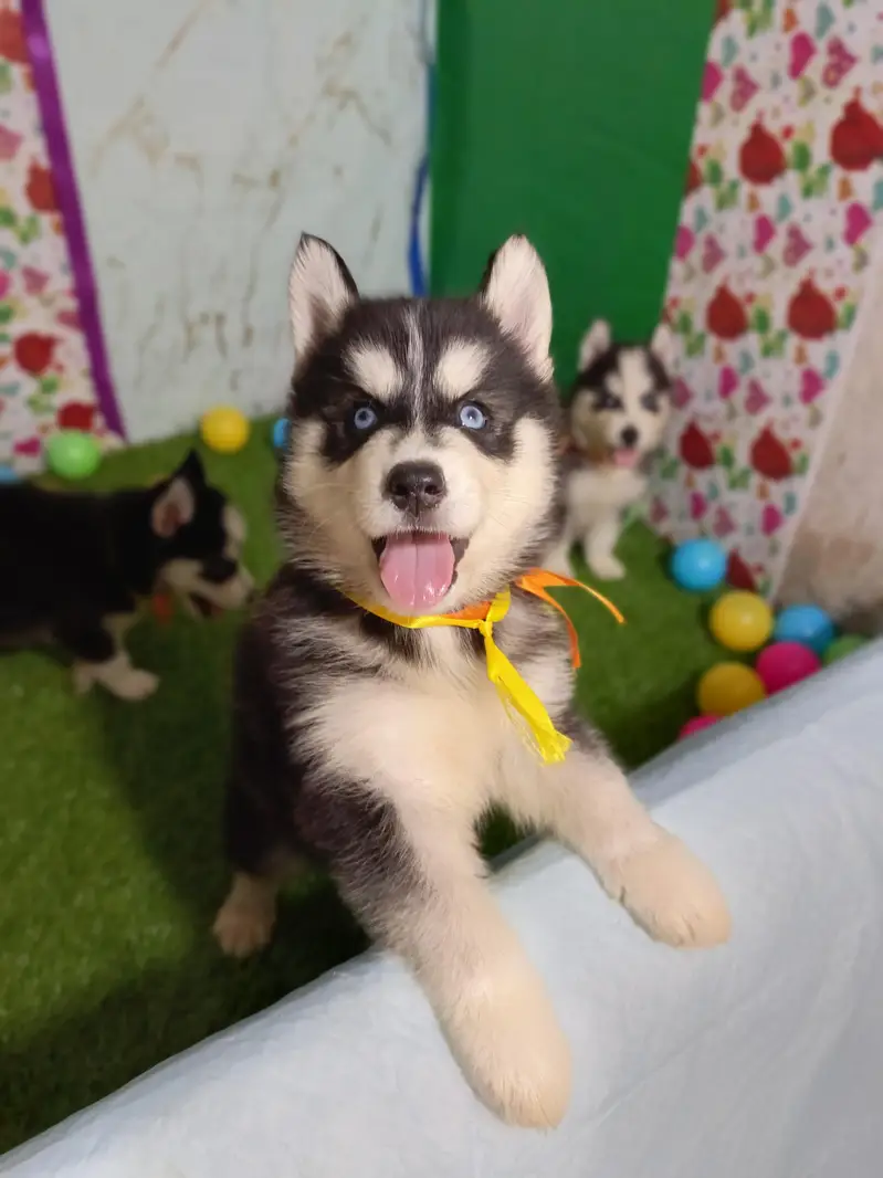 Husky Puppies For Sale — photo 2