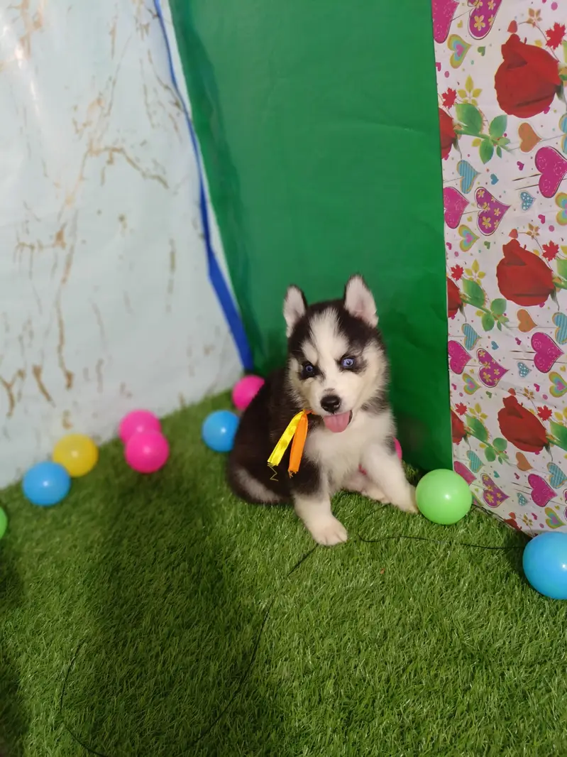 Husky Puppies For Sale — photo 3
