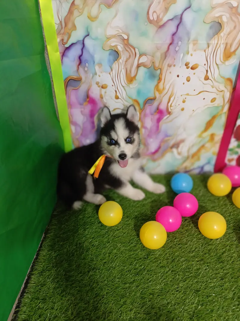 Husky Puppies For Sale — photo 4