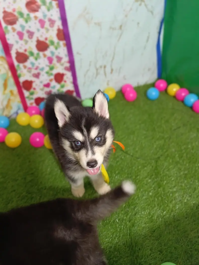 Husky Puppies For Sale — photo 5