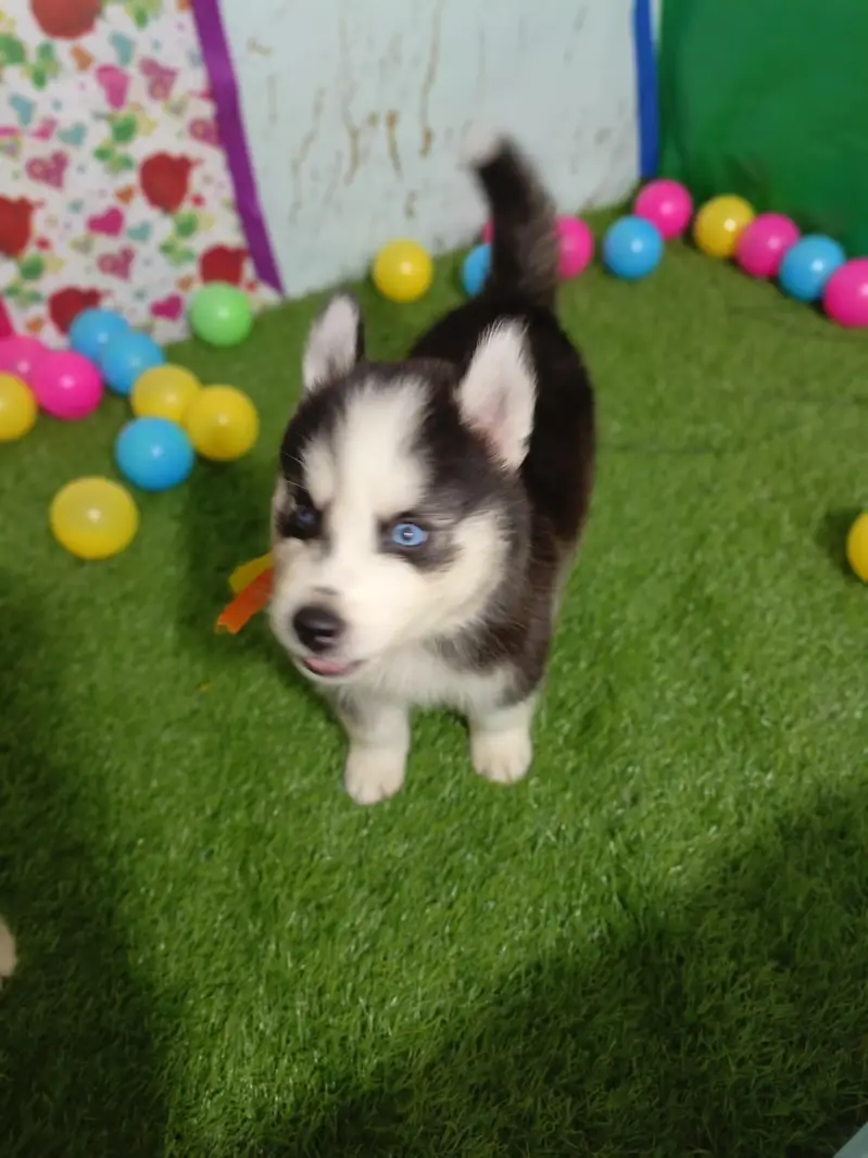 Husky Puppies For Sale — photo 6