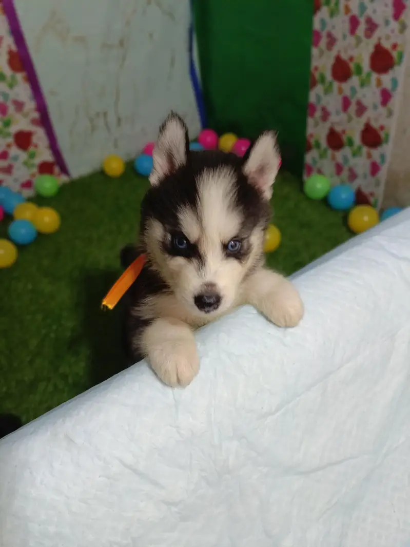 Husky Puppies For Sale — photo 7
