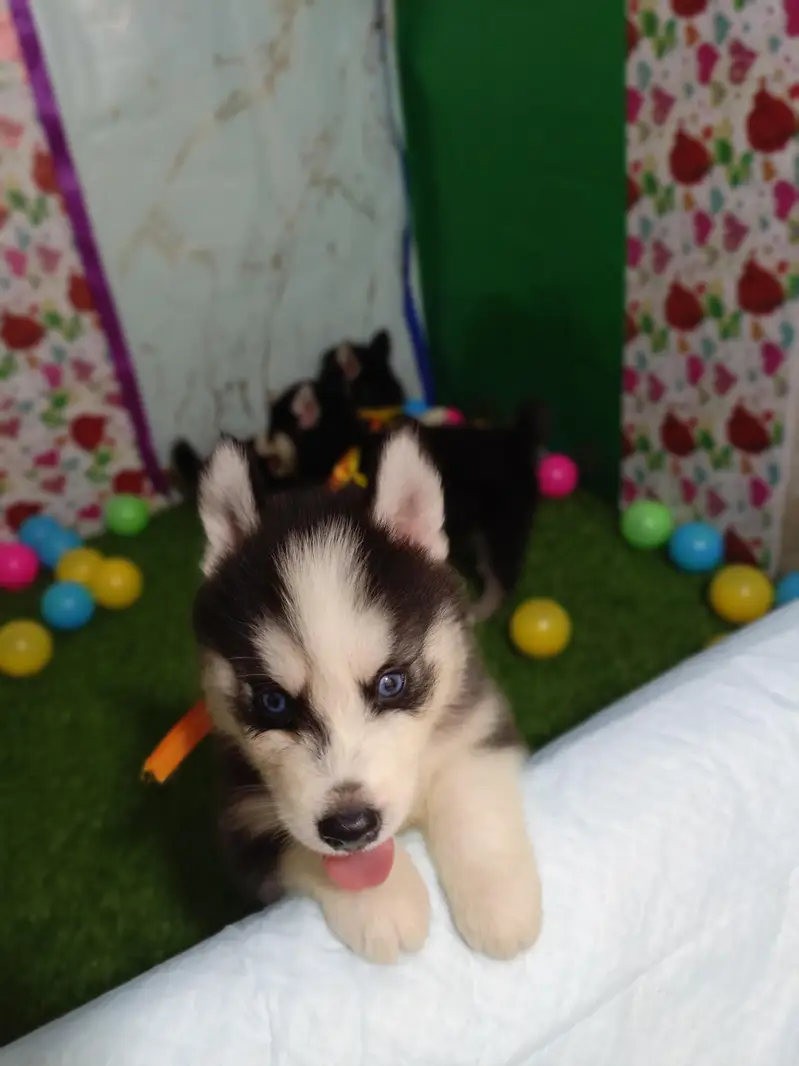 Husky Puppies For Sale — photo 8