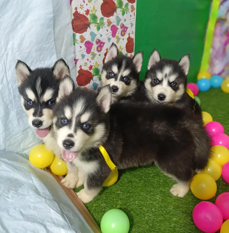 Husky Puppies For Sale — photo 9