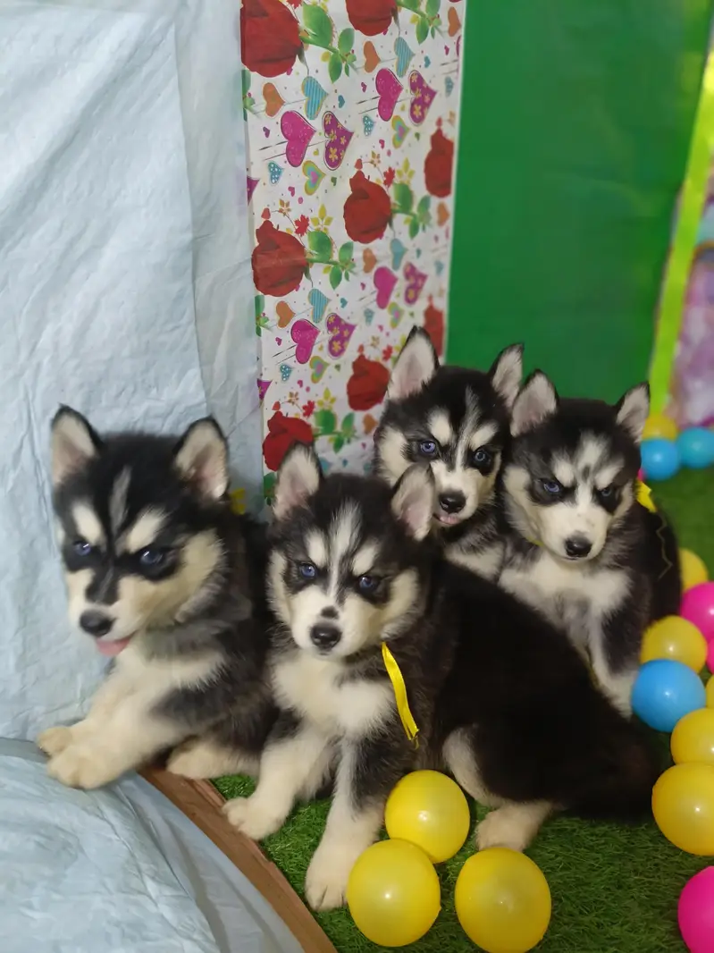 Husky Puppies For Sale — photo 10
