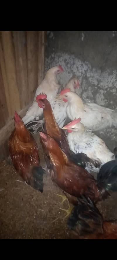 murgy for sale 850 kg