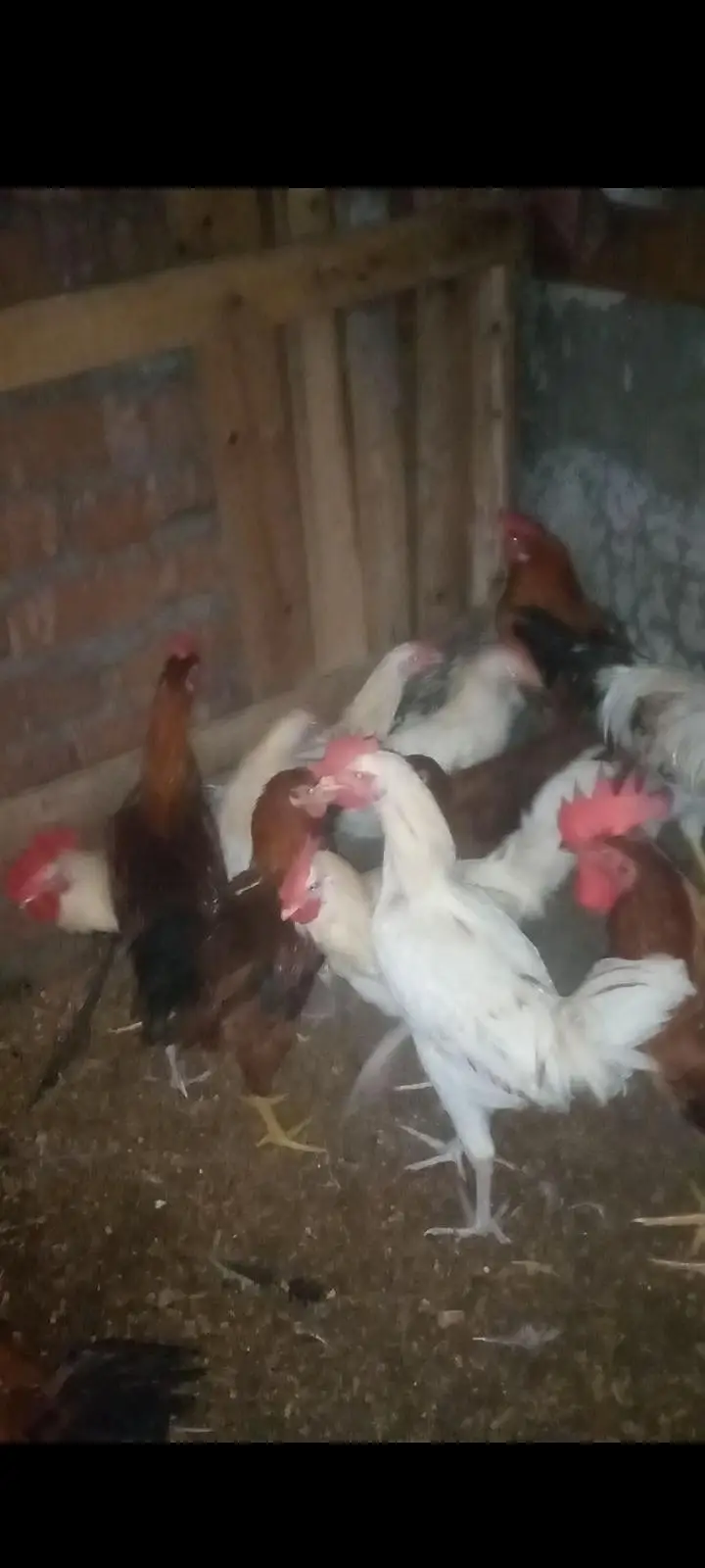 murgy for sale 850 kg — photo 3