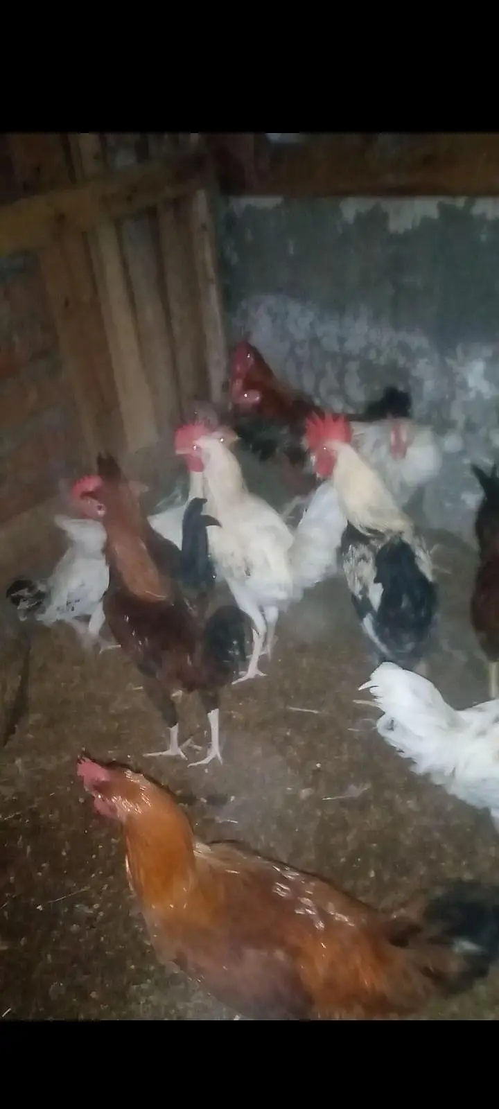 murgy for sale 850 kg — photo 4