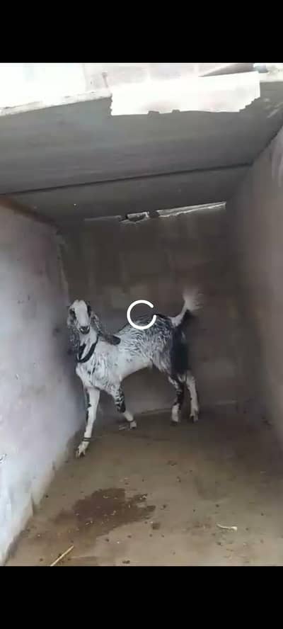 breeder bakra 2 dant