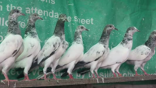 ٹیڈی قصوری سیالکوٹی بچے