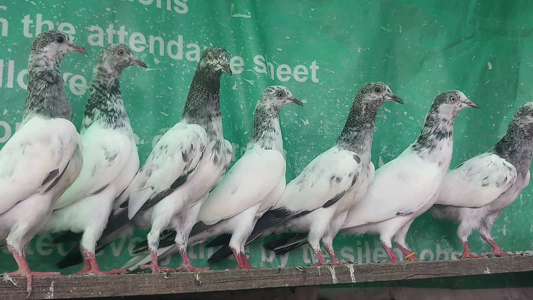ٹیڈی قصوری سیالکوٹی بچے 0