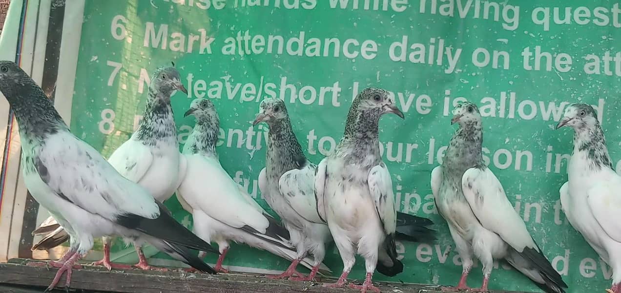 ٹیڈی قصوری سیالکوٹی بچے 1