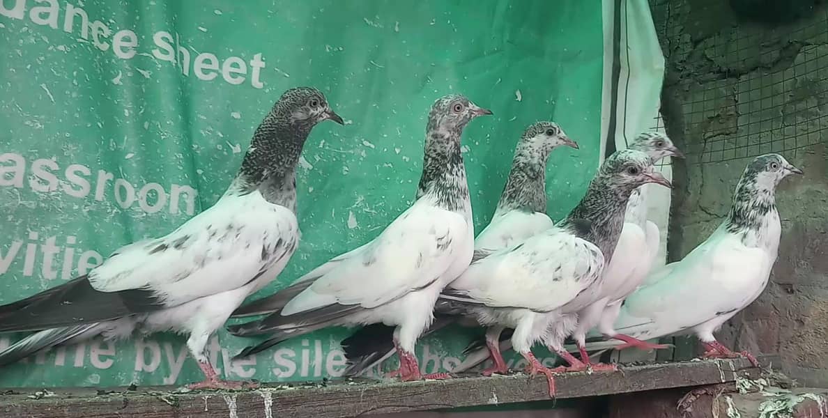 ٹیڈی قصوری سیالکوٹی بچے 3