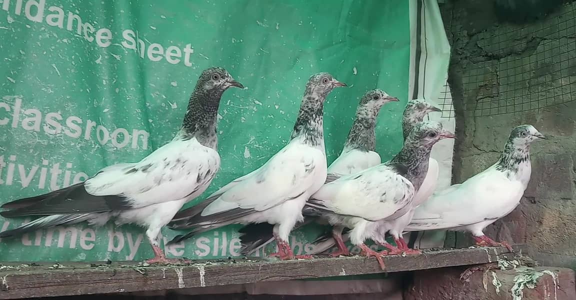 ٹیڈی قصوری سیالکوٹی بچے 4