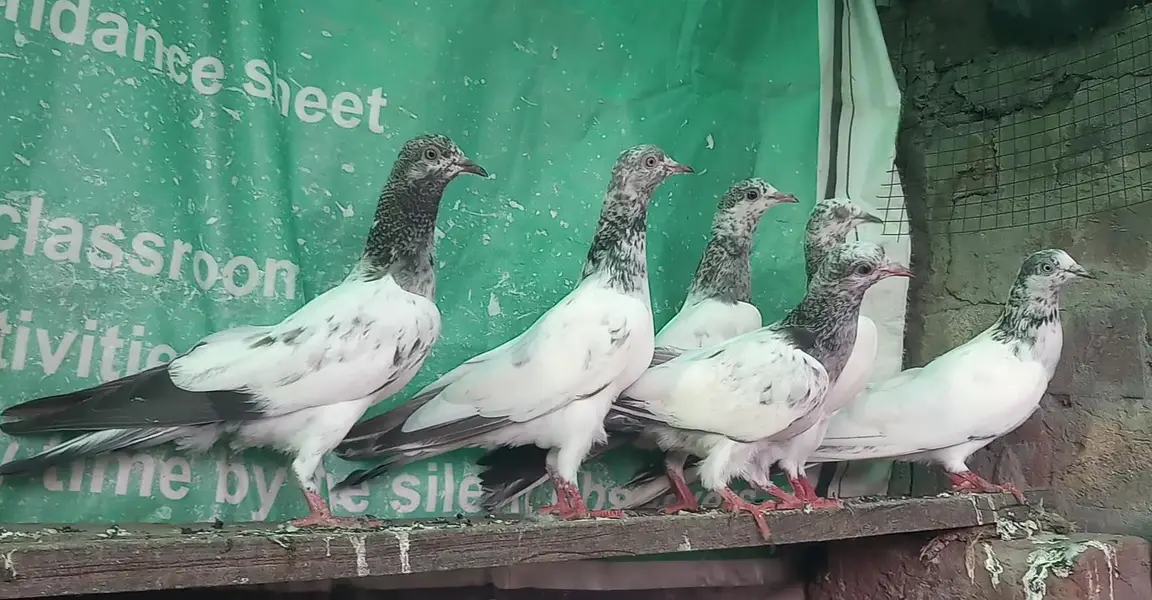 ٹیڈی قصوری سیالکوٹی بچے — photo 5