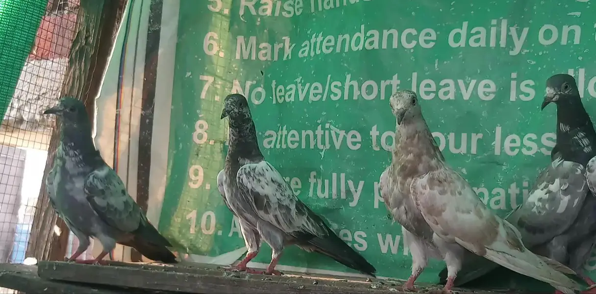 ٹیڈی قصوری سیالکوٹی بچے — photo 6