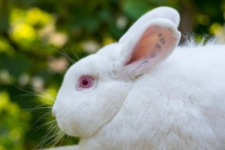 Rabbit stock available for sale