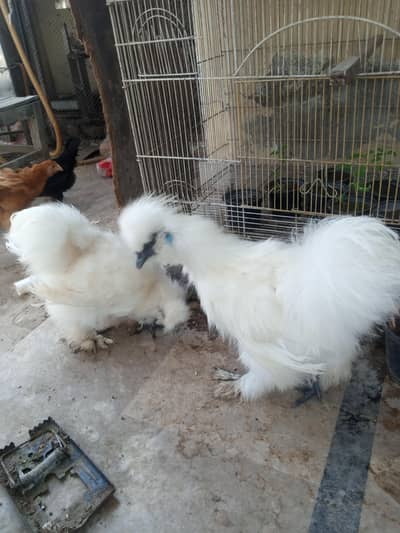 white silkie pair 6 months old for sale