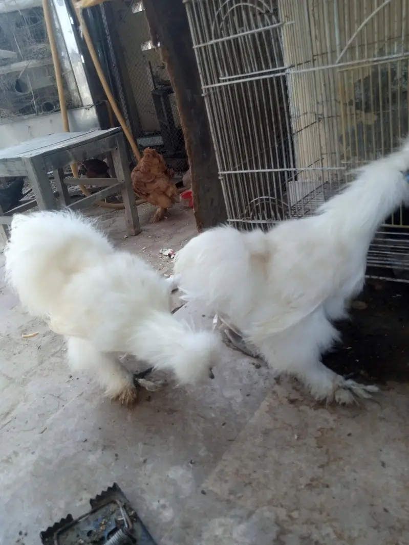 white silkie pair 6 months old for sale — photo 2