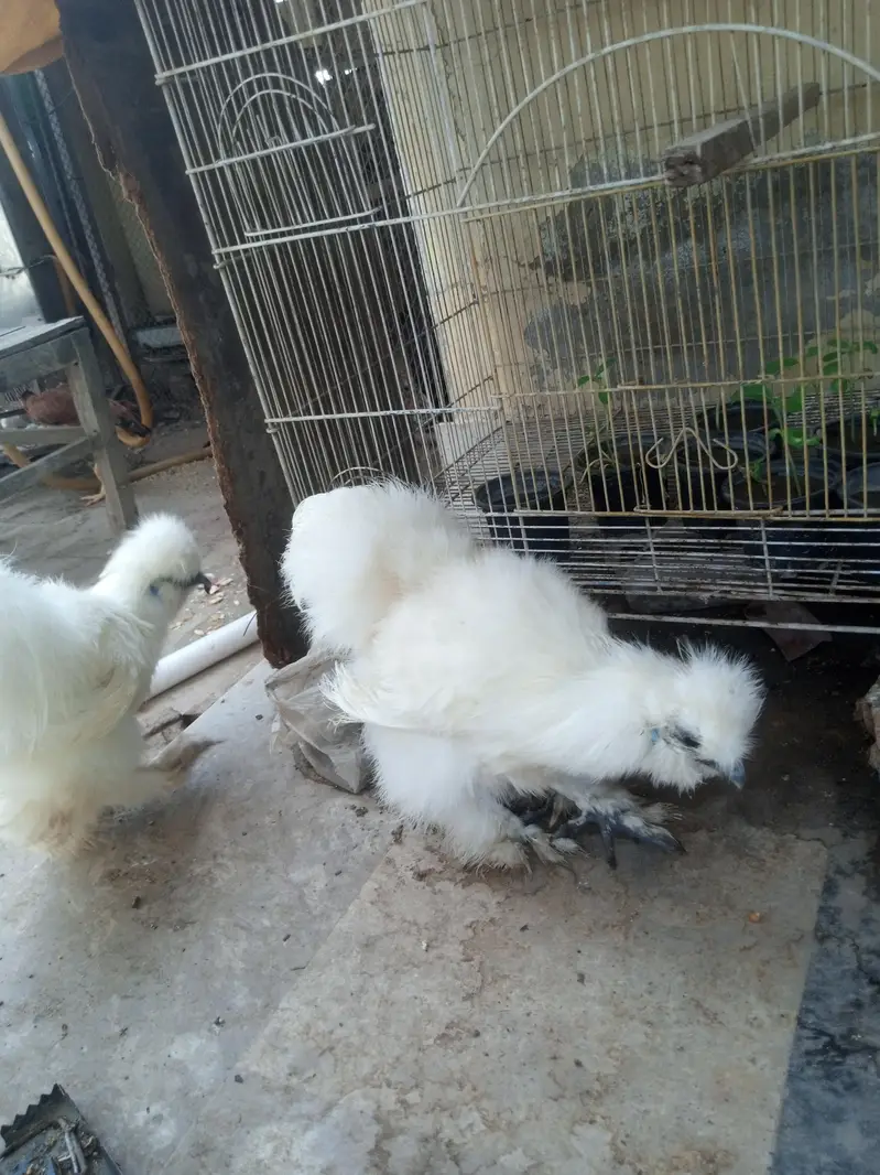 white silkie pair 6 months old for sale — photo 3