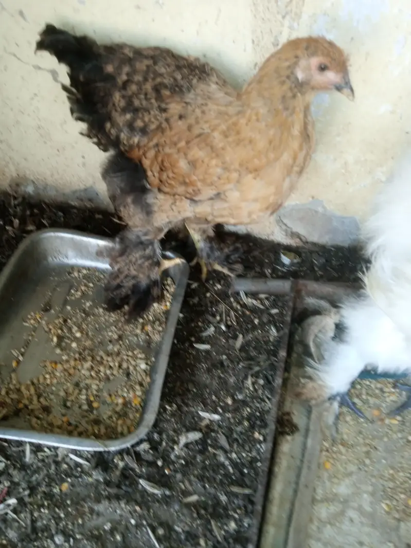 white silkie pair 6 months old for sale — photo 4