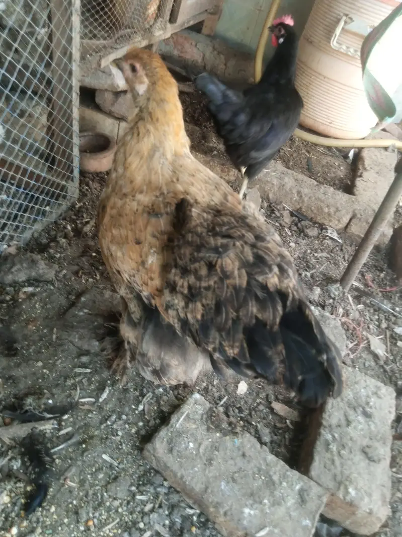 white silkie pair 6 months old for sale — photo 5
