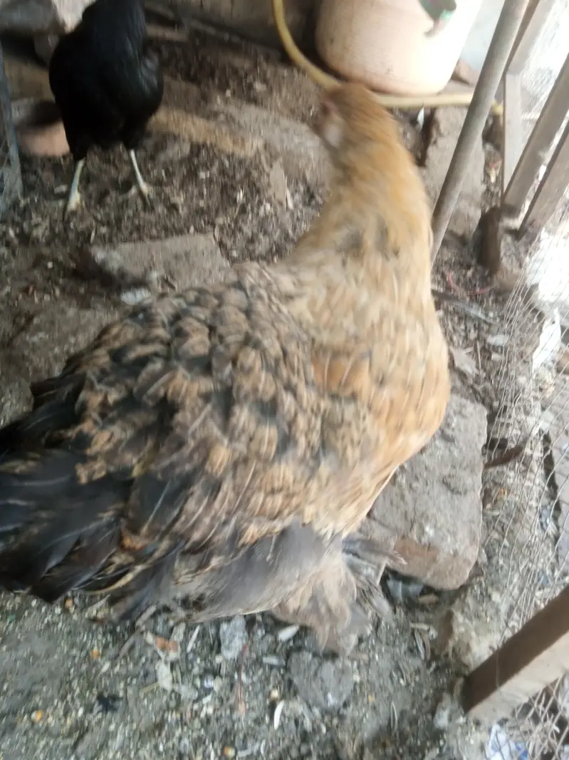 white silkie pair 6 months old for sale — photo 6