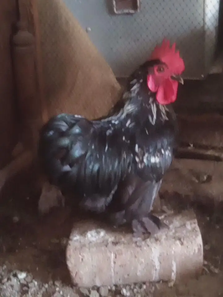 white silkie pair 6 months old for sale — photo 7