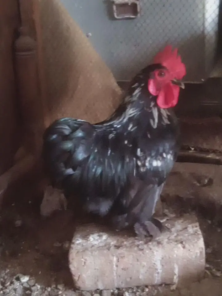 white silkie pair 6 months old for sale — photo 8