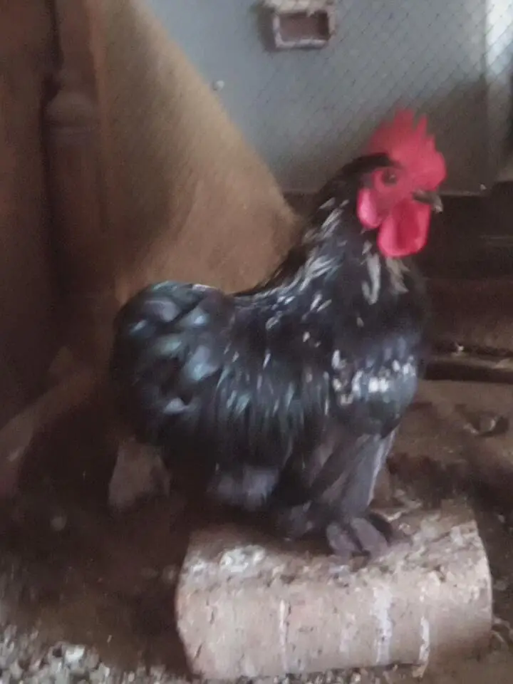 white silkie pair 6 months old for sale — photo 9