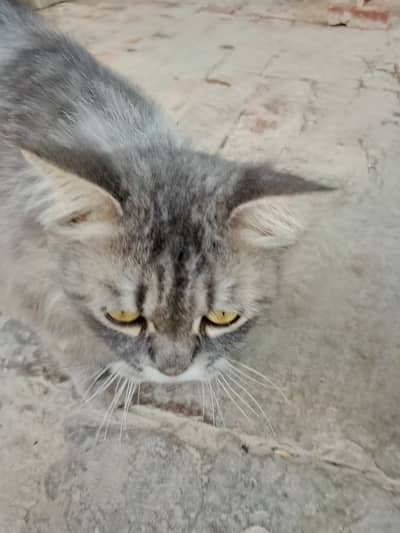 Grey colour
