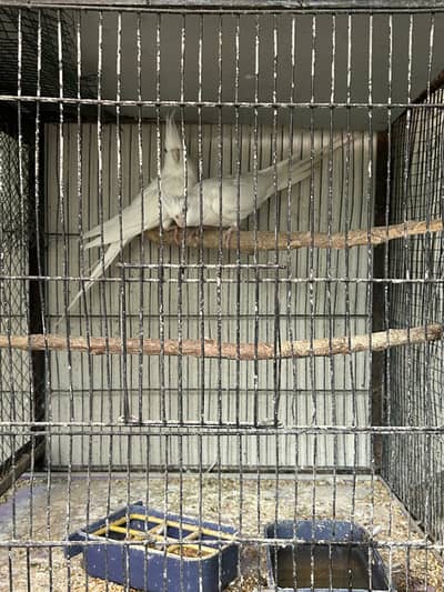Eno Cocktail Pair and Breeder Male