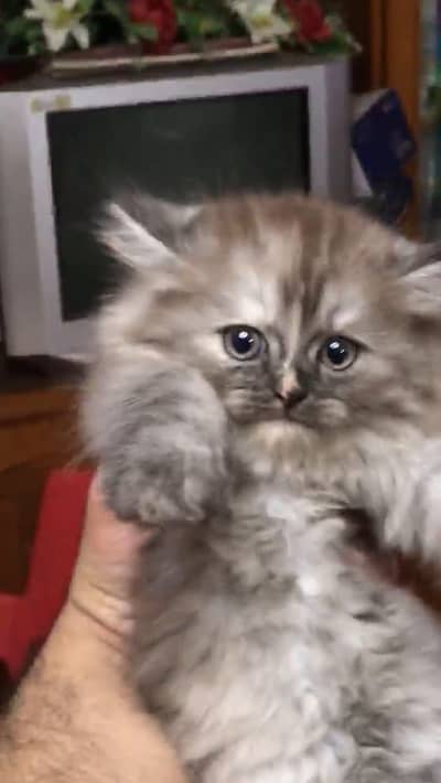 Persian kittens