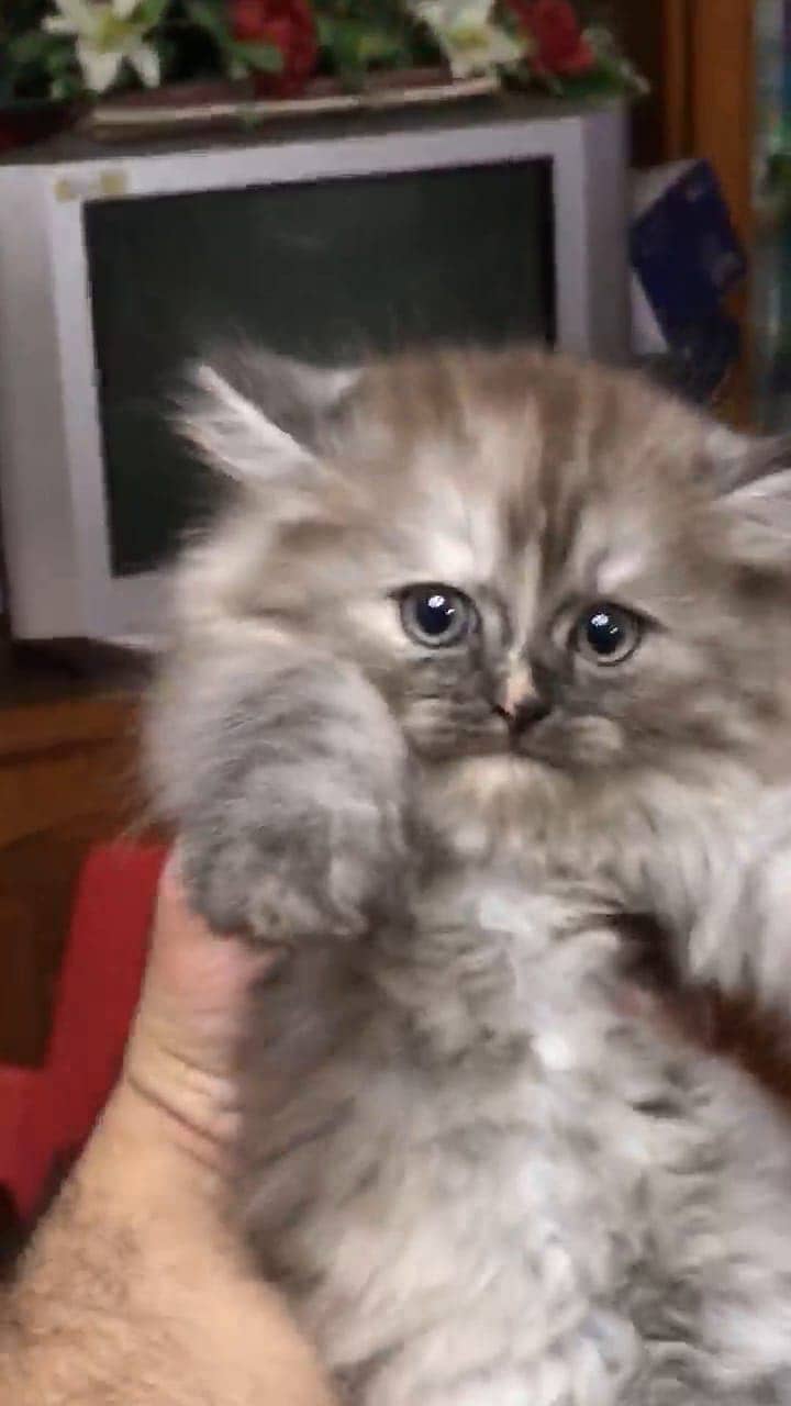 Persian kittens 0