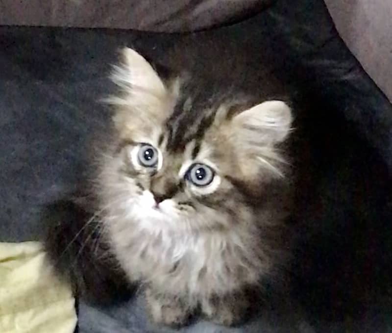 Persian kittens 1