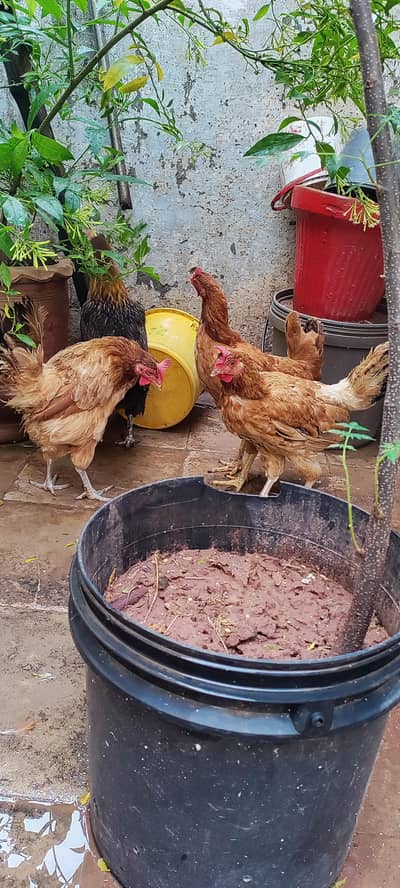 golden masri hen