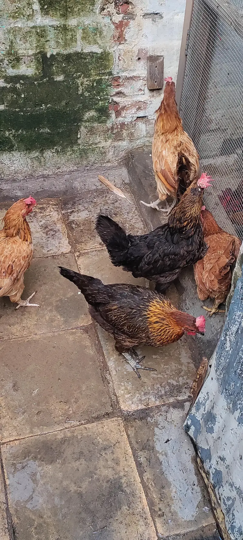 golden masri hen — photo 2