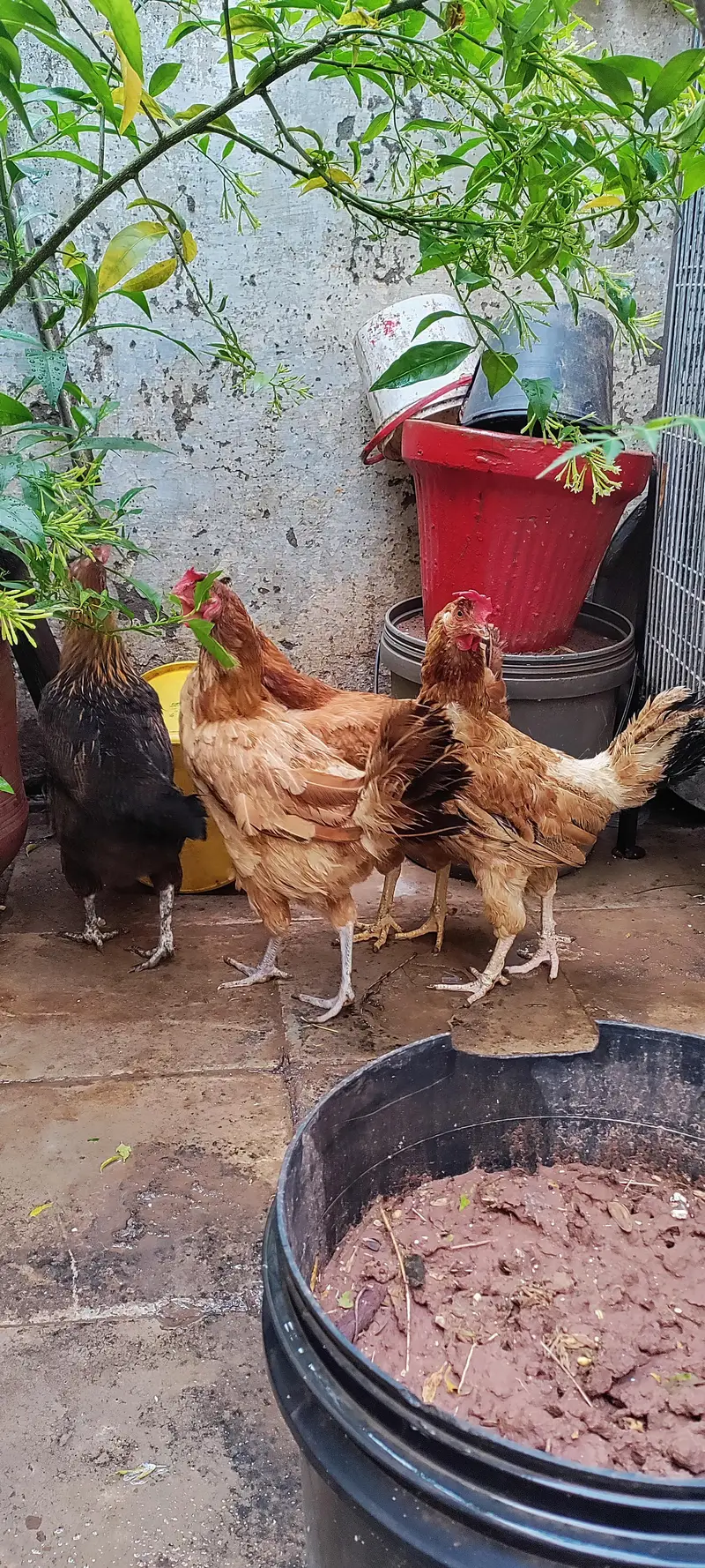 golden masri hen — photo 3