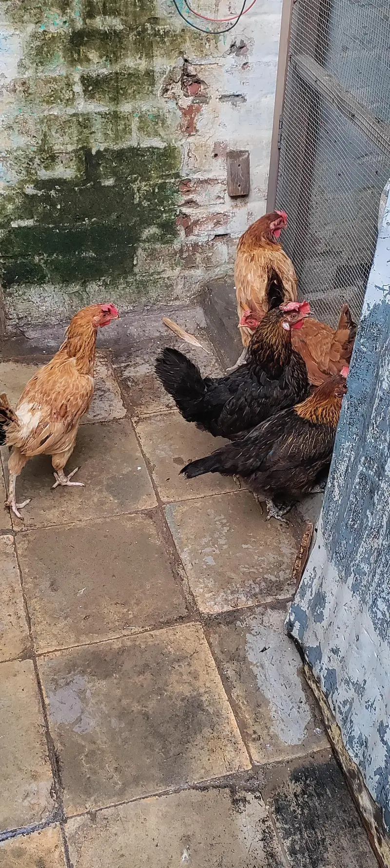 golden masri hen — photo 4