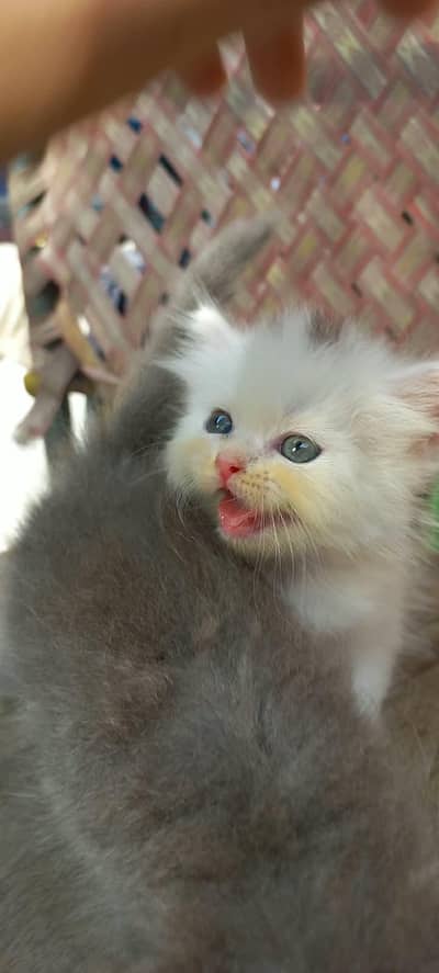 punch face kitten for sale