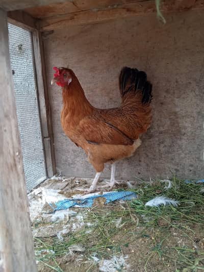 Misri pair for sale