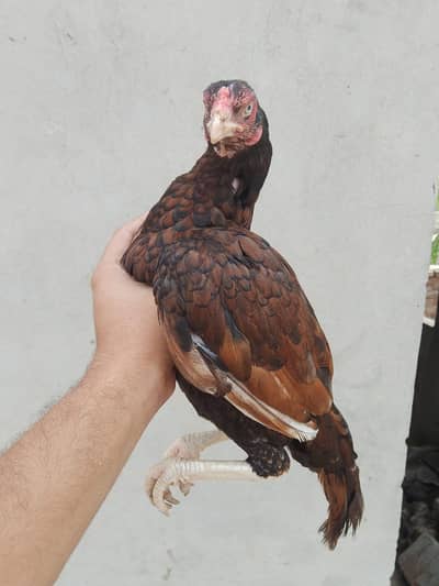 aseel chick