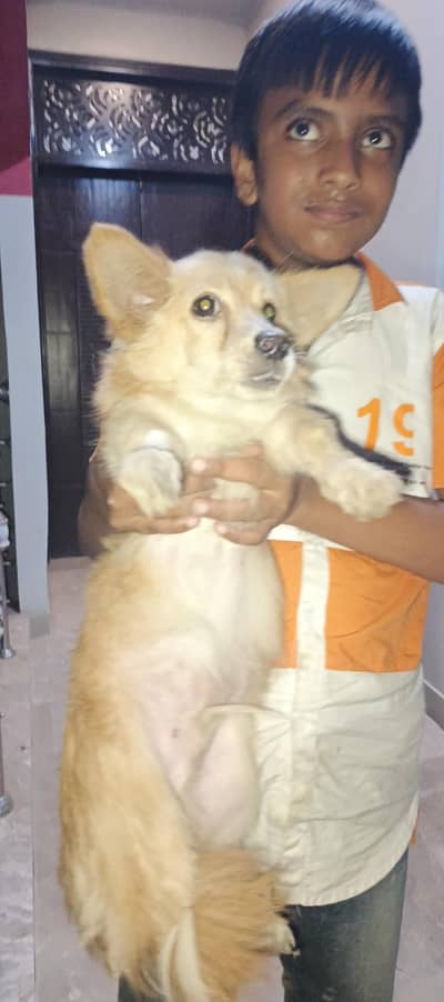 FAMILY DOG FOR SELL