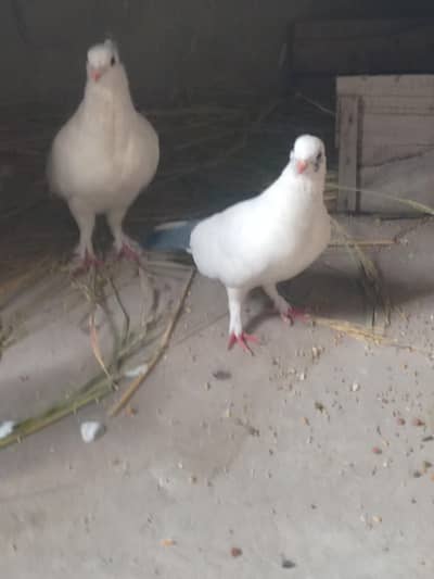 pigeon