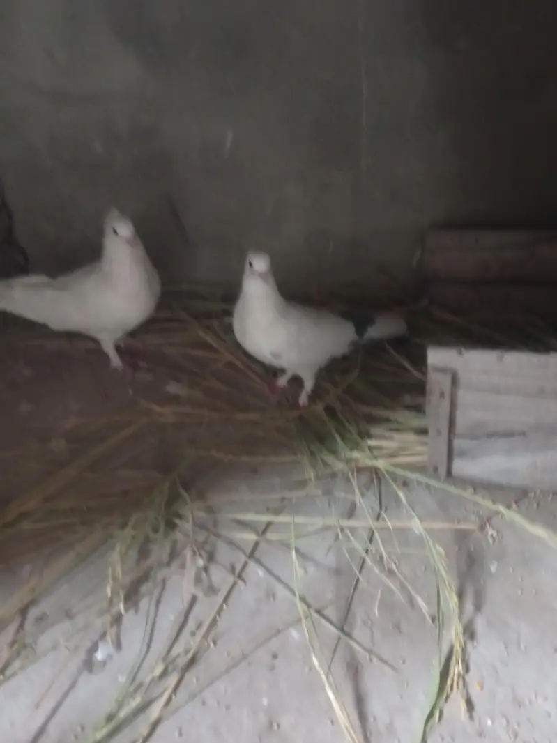 pigeon — photo 2