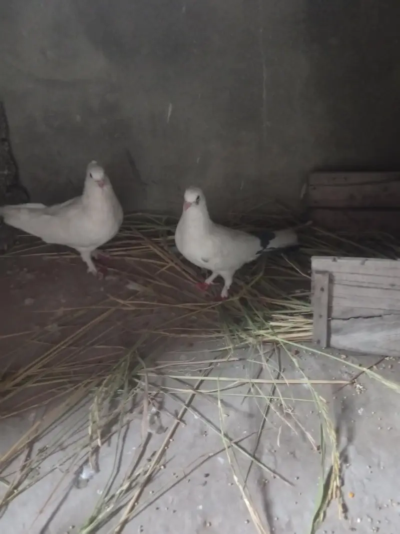 pigeon — photo 3