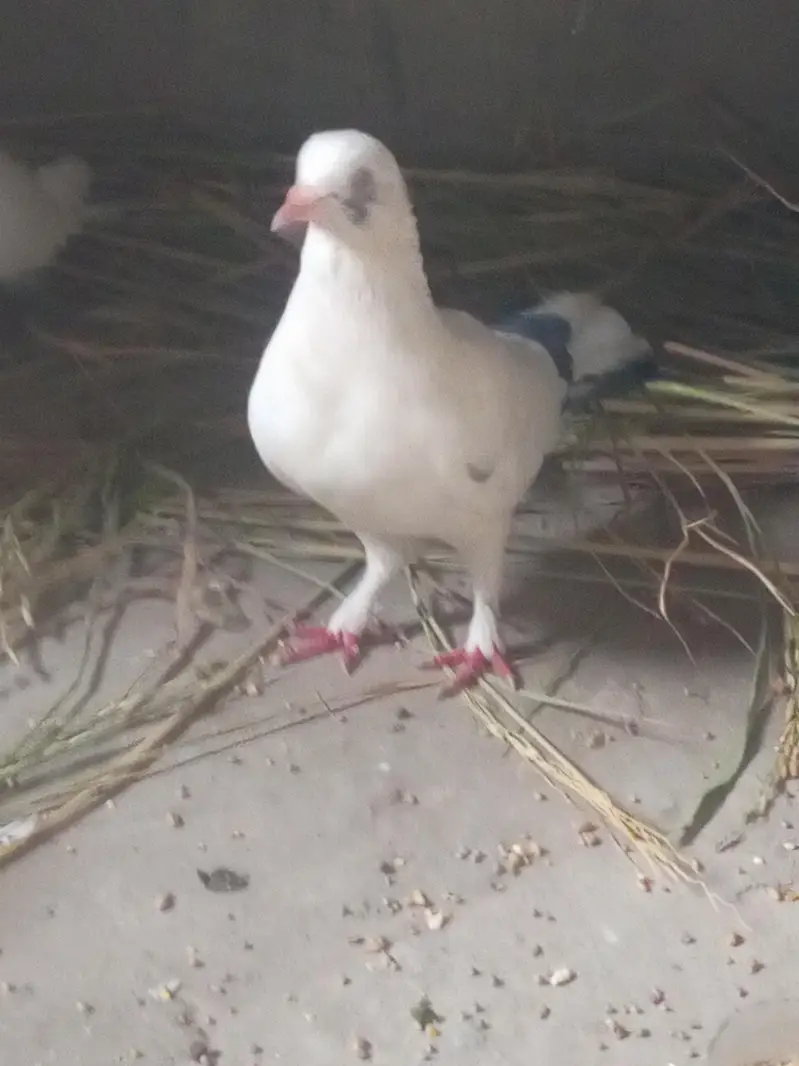 pigeon — photo 4