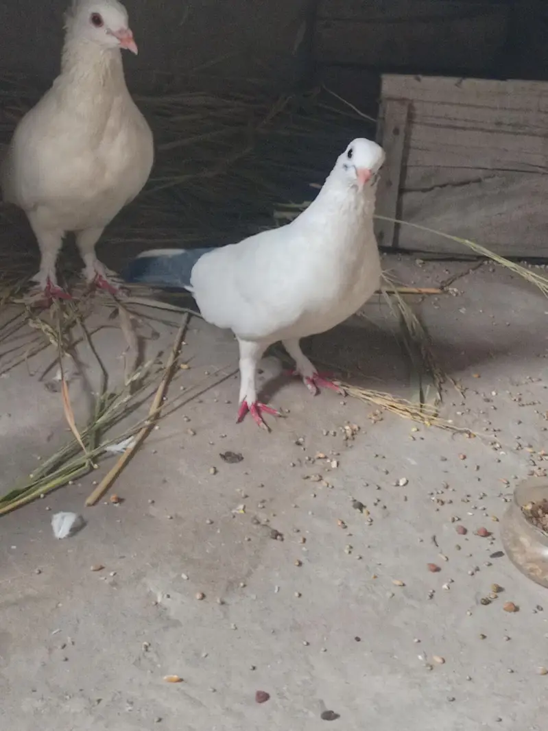 pigeon — photo 5