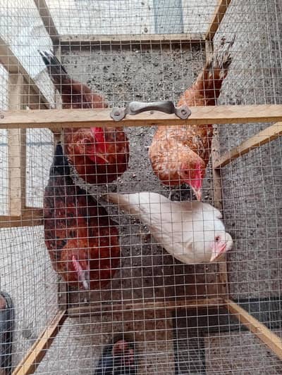 Desi hens 3 murgian 1 murga